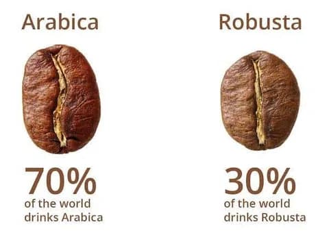 coffee arabica robusta